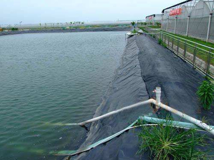 防滲膜之魚(yú)塘防滲